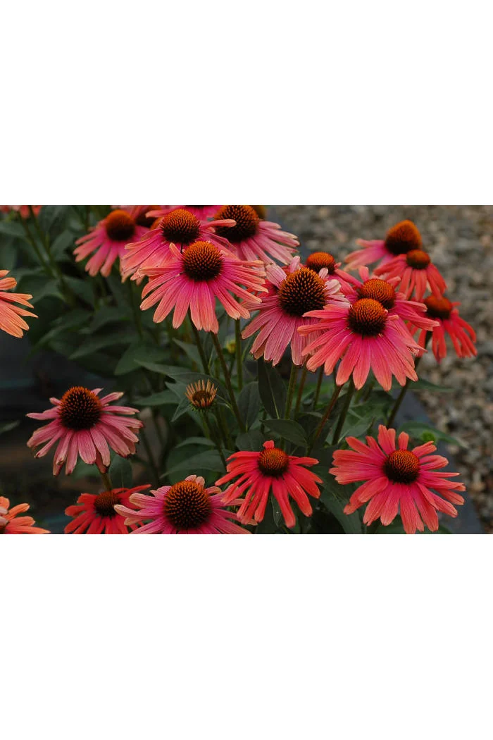 Jeżówka 'Mama Mia' Echinacea