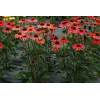 Jeżówka 'Mama Mia' Echinacea