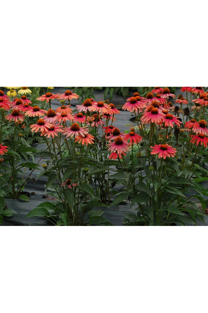Jeżówka 'Mama Mia' Echinacea