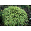 Hakonechloa 'Albo-striata' | Hakonechloa macra