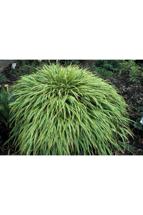 Hakonechloa 'Albo-striata' | Hakonechloa macra