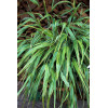 Hakonechloa 'Albo-striata' | Hakonechloa macra