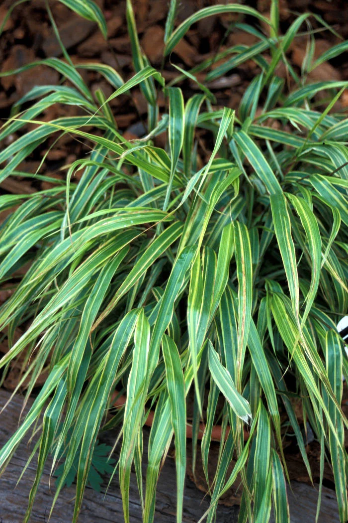 Hakonechloa 'Albo-striata' | Hakonechloa macra