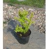 Berberys Thunberga 'Aurea' Berberis thunbergii