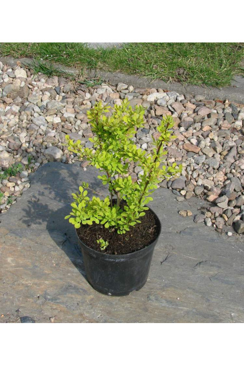 Berberys Thunberga 'Aurea' Berberis thunbergii