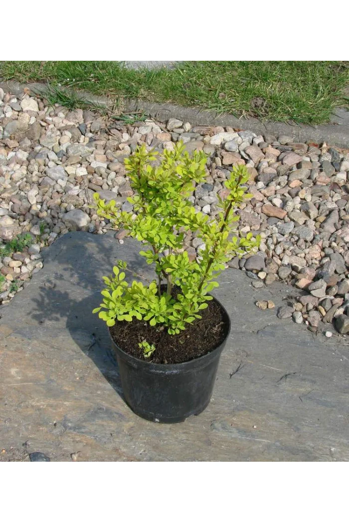 Berberys Thunberga 'Aurea' Berberis thunbergii