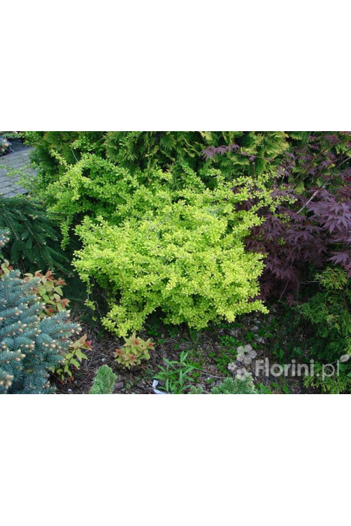 Berberys Thunberga 'Aurea' Berberis thunbergii