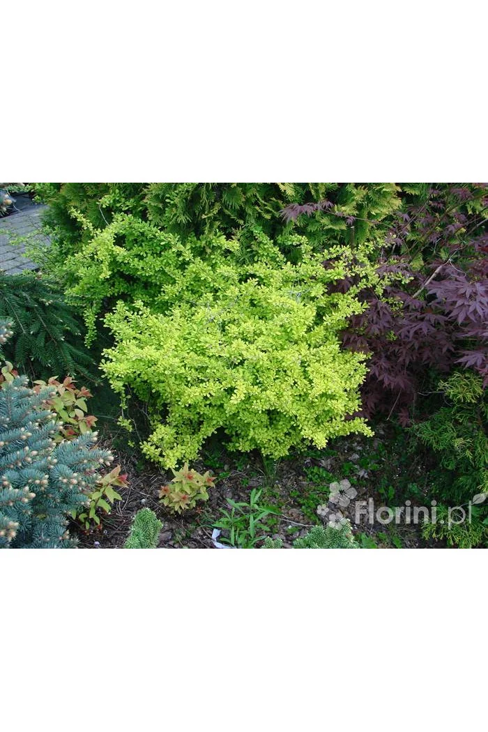 Berberys Thunberga 'Aurea' Berberis thunbergii