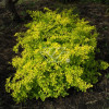 Berberys Thunberga 'Aurea' Berberis thunbergii