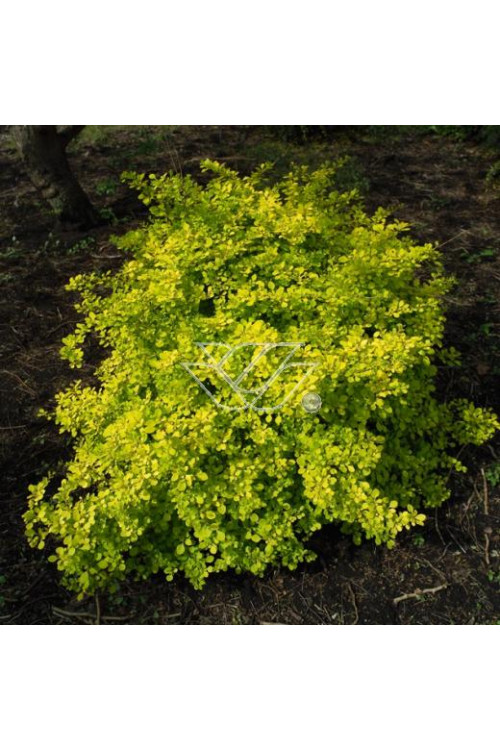 Berberys Thunberga 'Aurea' Berberis thunbergii