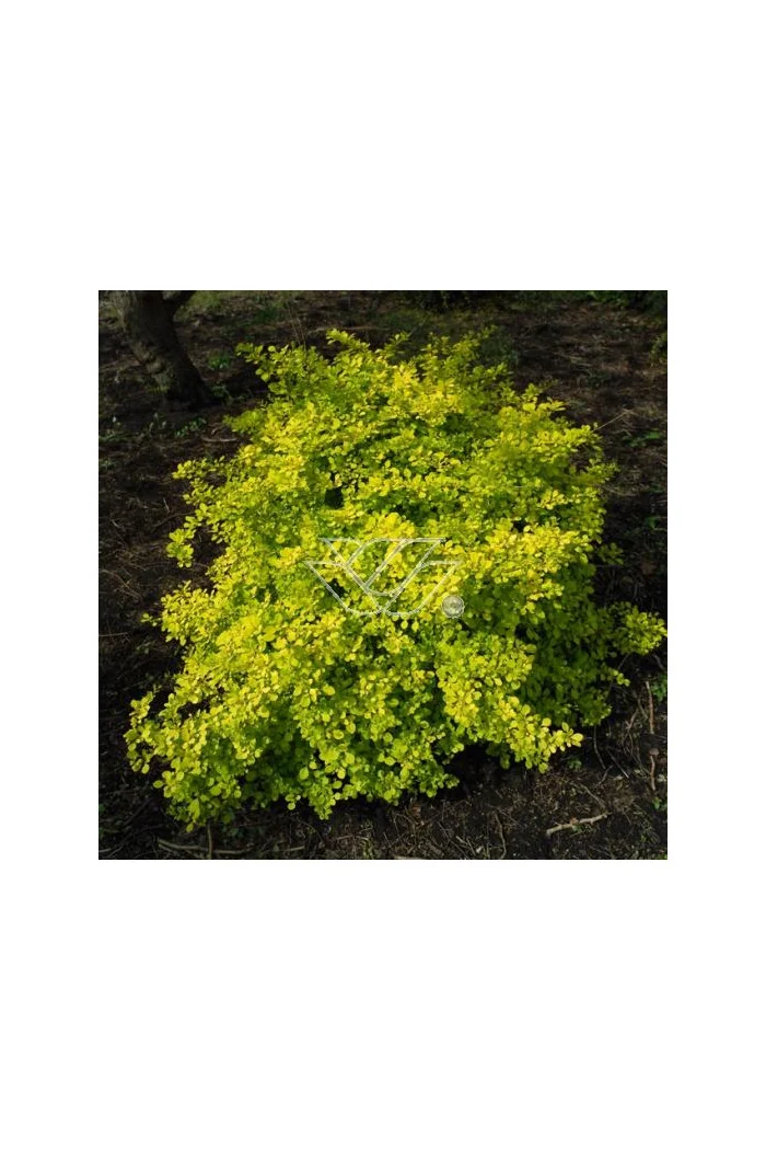 Berberys Thunberga 'Aurea' Berberis thunbergii