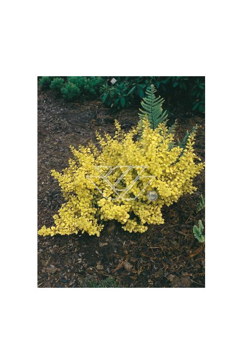 Berberys Thunberga 'Aurea' Berberis thunbergii