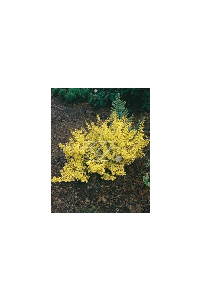 Berberys Thunberga 'Aurea' Berberis thunbergii