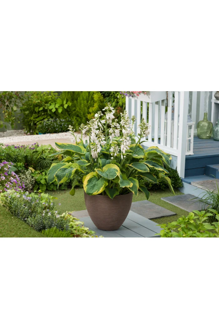 Funkia 'Frances Williams' | Hosta