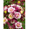 Orlik pospolity 'Winky Red and White Double' | Aquilegia vulgaris