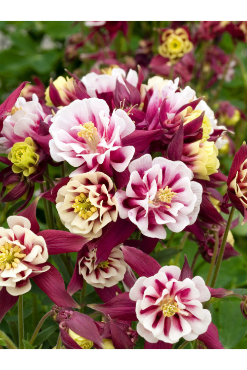 Orlik pospolity 'Winky Red and White Double' | Aquilegia vulgaris