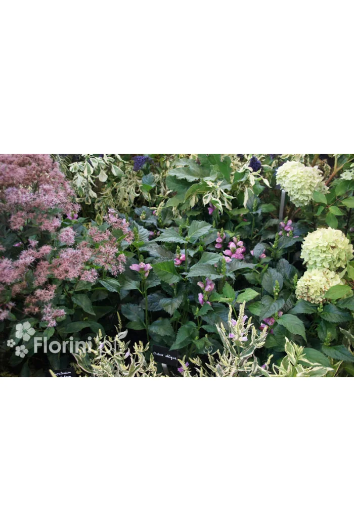 Żółwik | Chelone obliqua