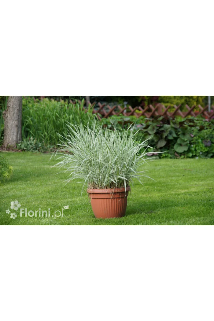 mozga, mozga trzcinowata, Phalaris