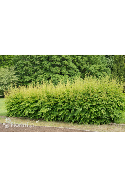 Parzydło leśne 'Zweiweltenkind' Aruncus sinensis