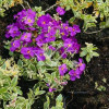 Żagwin ogrodowy 'Variegata' Aubrieta cultorum