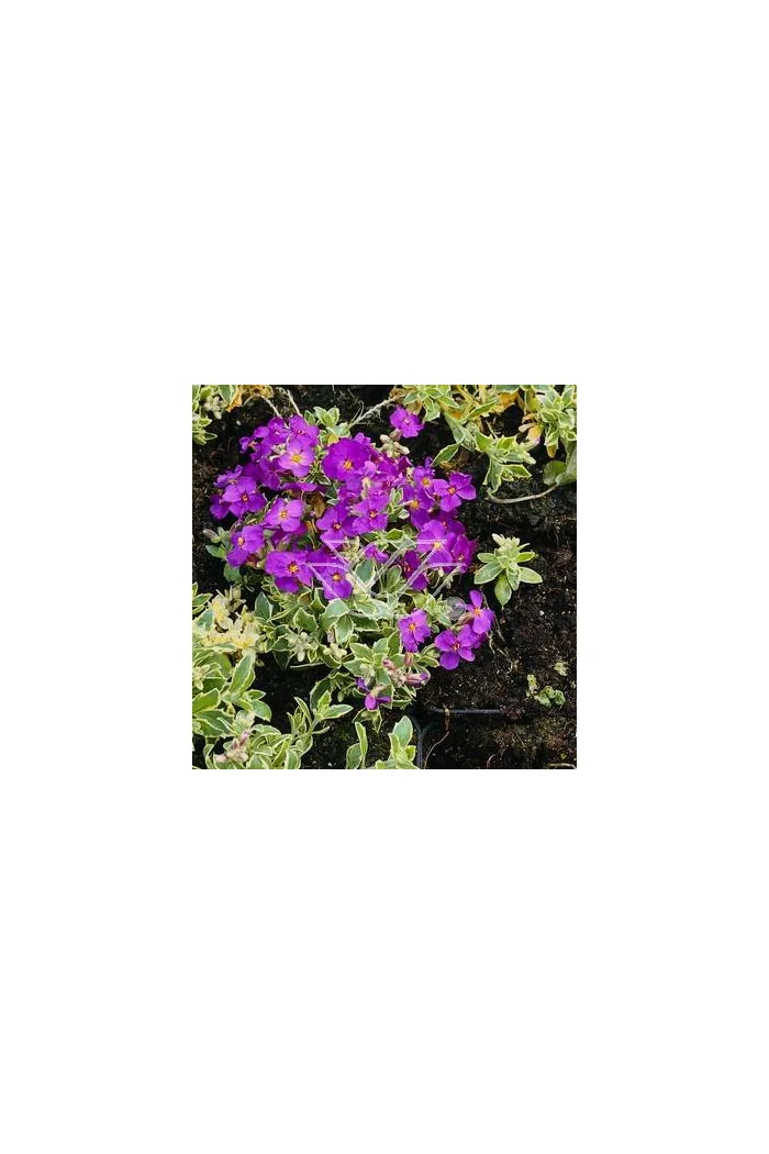 Żagwin ogrodowy 'Variegata' Aubrieta cultorum