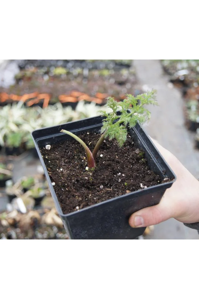 Zapaliczka (Ferula) Ferula communis