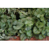 Brunnera 'Jack Frost' | Brunnera