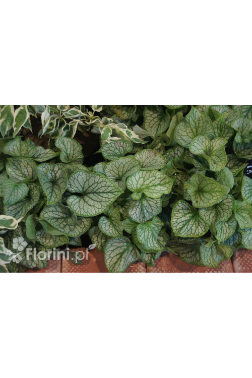 Brunnera 'Jack Frost' | Brunnera