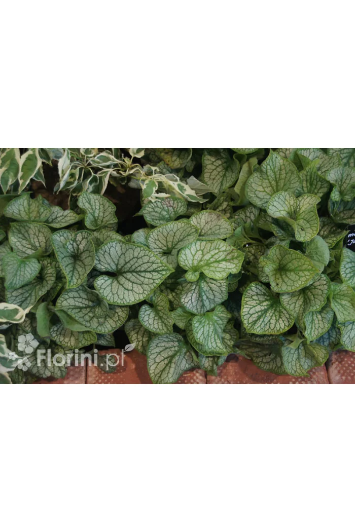 Brunnera 'Jack Frost' | Brunnera
