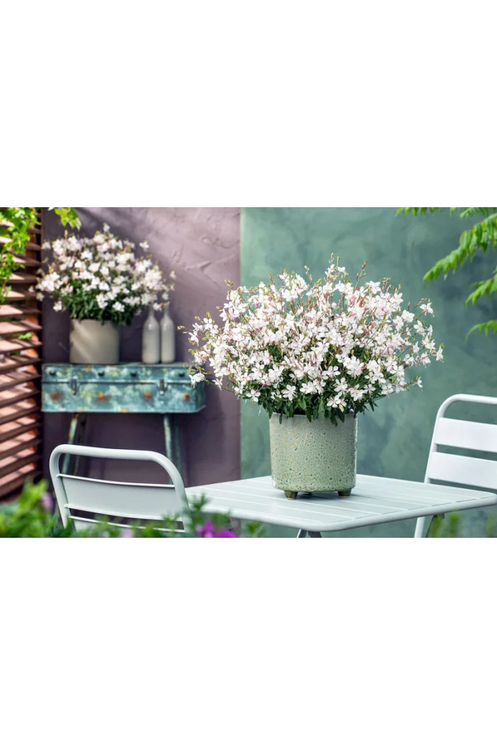 Gaura 'Gaudi White' | Gaura