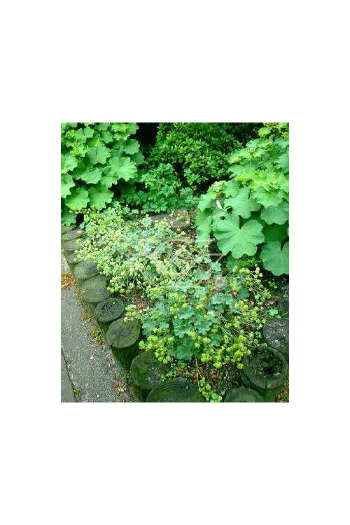 Przywrotnik czerwonostopy Alchemilla erythropoda