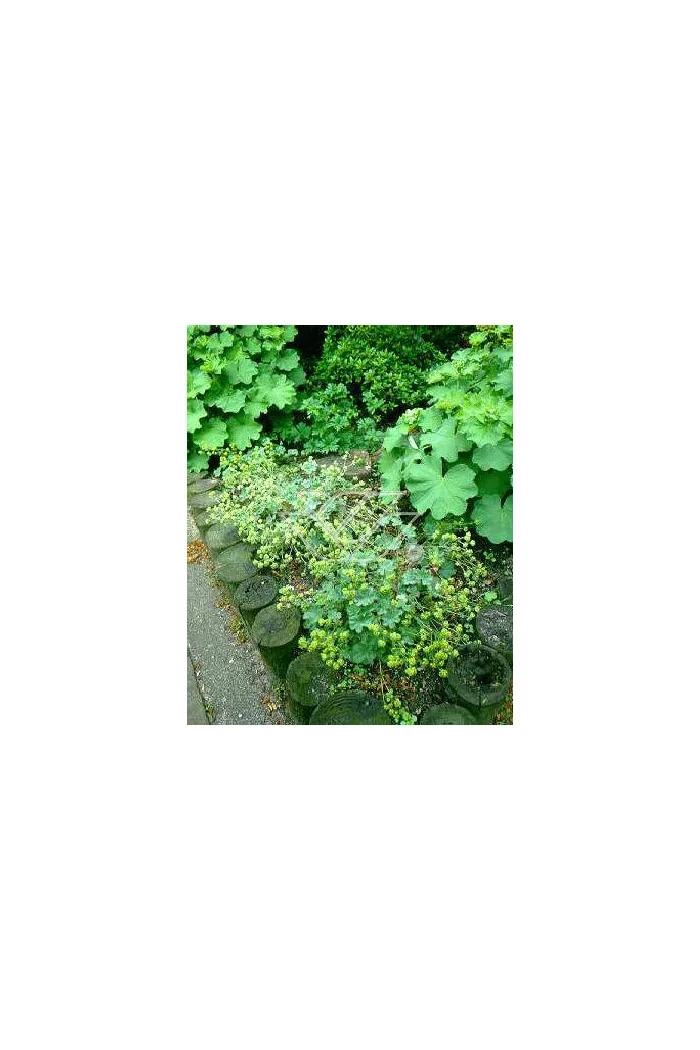 Przywrotnik czerwonostopy Alchemilla erythropoda