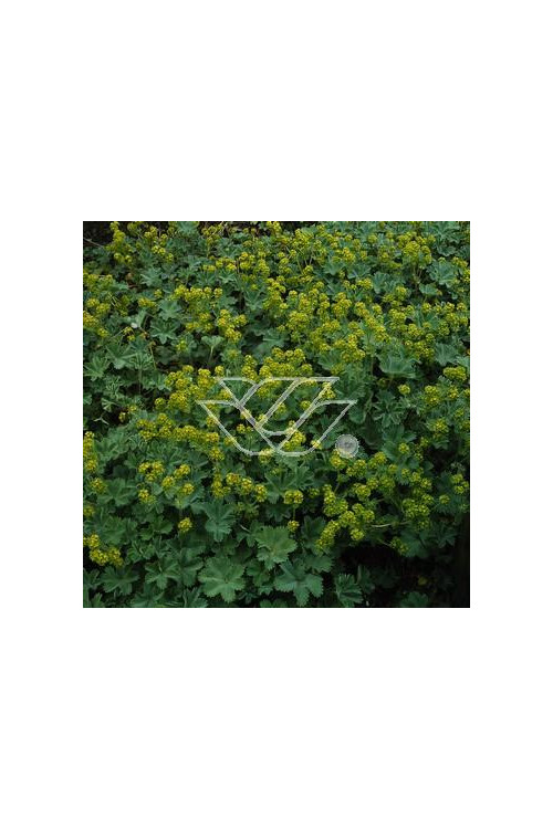 Przywrotnik czerwonostopy Alchemilla erythropoda