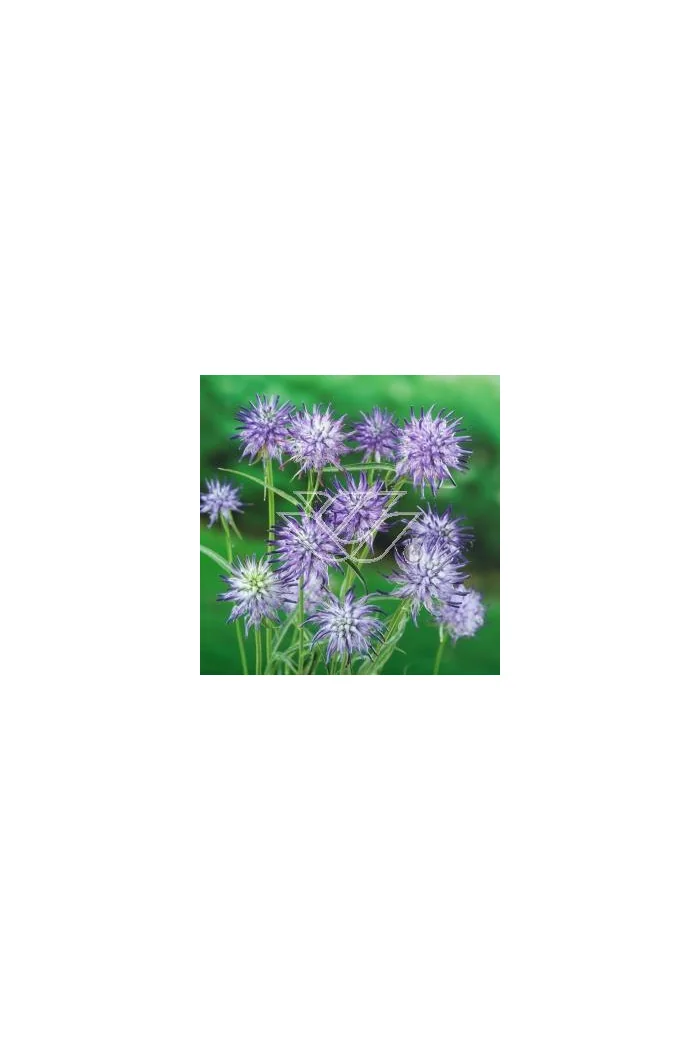 Zerwa Scheuchzera Phyteuma scheuchzeri