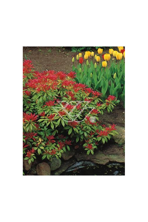 Pieris japoński 'Forest Flame' Pieris japonica