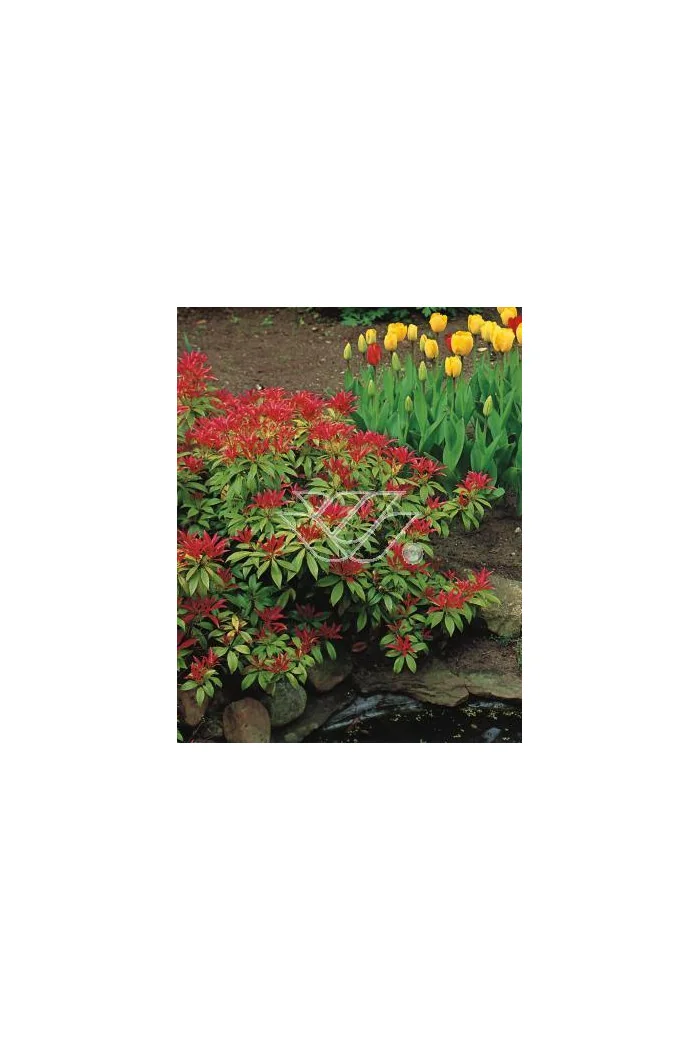 Pieris japoński 'Forest Flame' Pieris japonica