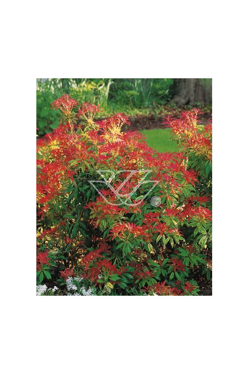 Pieris japoński 'Forest Flame' Pieris japonica