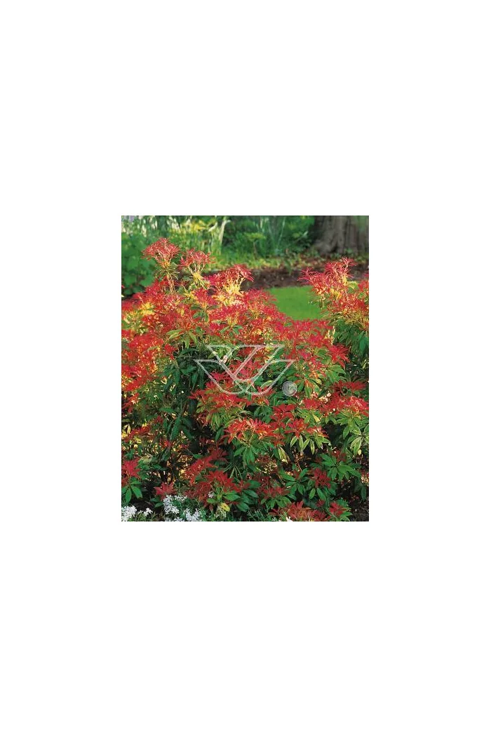 Pieris japoński 'Forest Flame' Pieris japonica