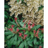 Pieris japoński 'Forest Flame' Pieris japonica