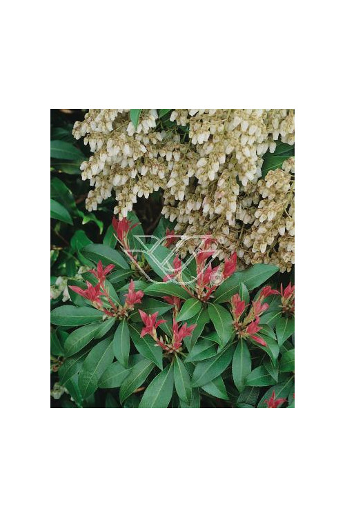 Pieris japoński 'Forest Flame' Pieris japonica
