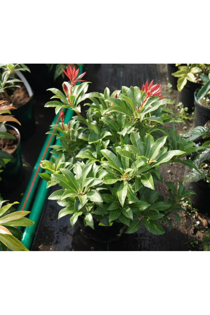 Pieris japoński 'Forest Flame' Pieris japonica