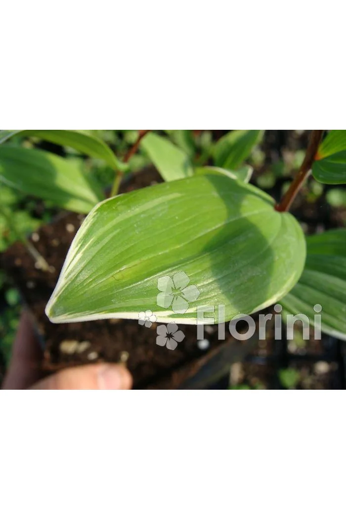 Kokoryczka sierpowa 'Variegata' Polygonatum falcatum
