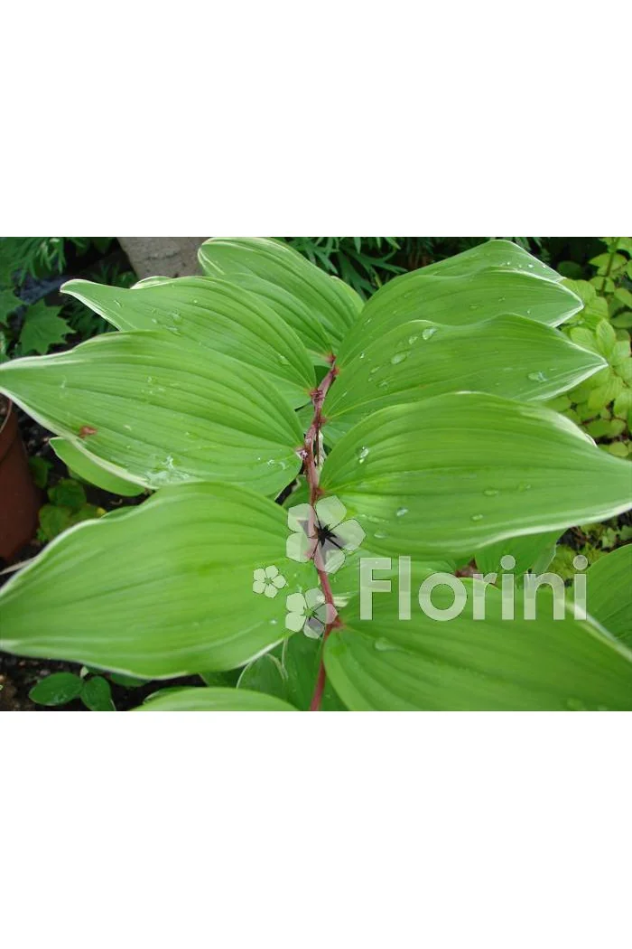 Kokoryczka sierpowa 'Variegata' Polygonatum falcatum