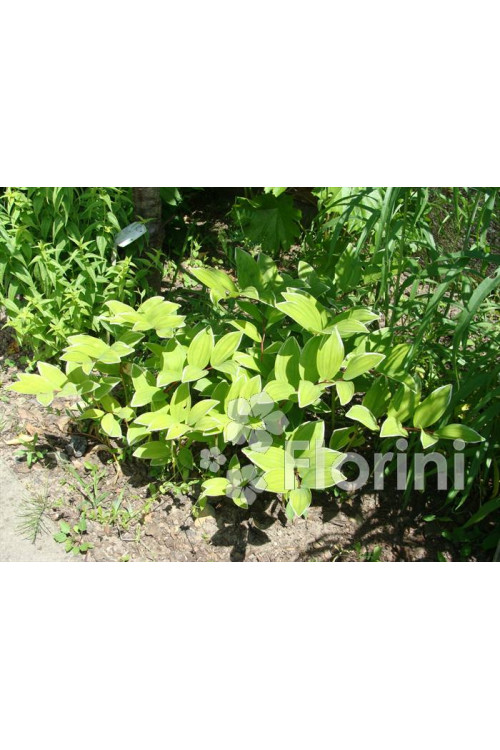 Kokoryczka sierpowa 'Variegata' Polygonatum falcatum