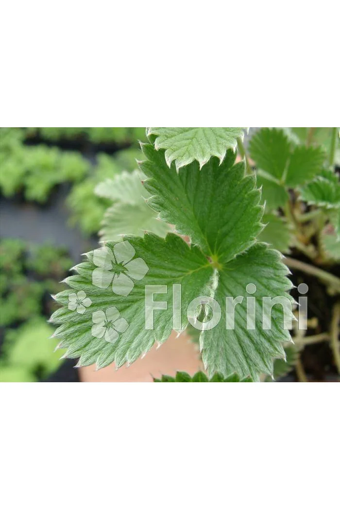 Pięciornik krwisty Potentilla atrosanquinea