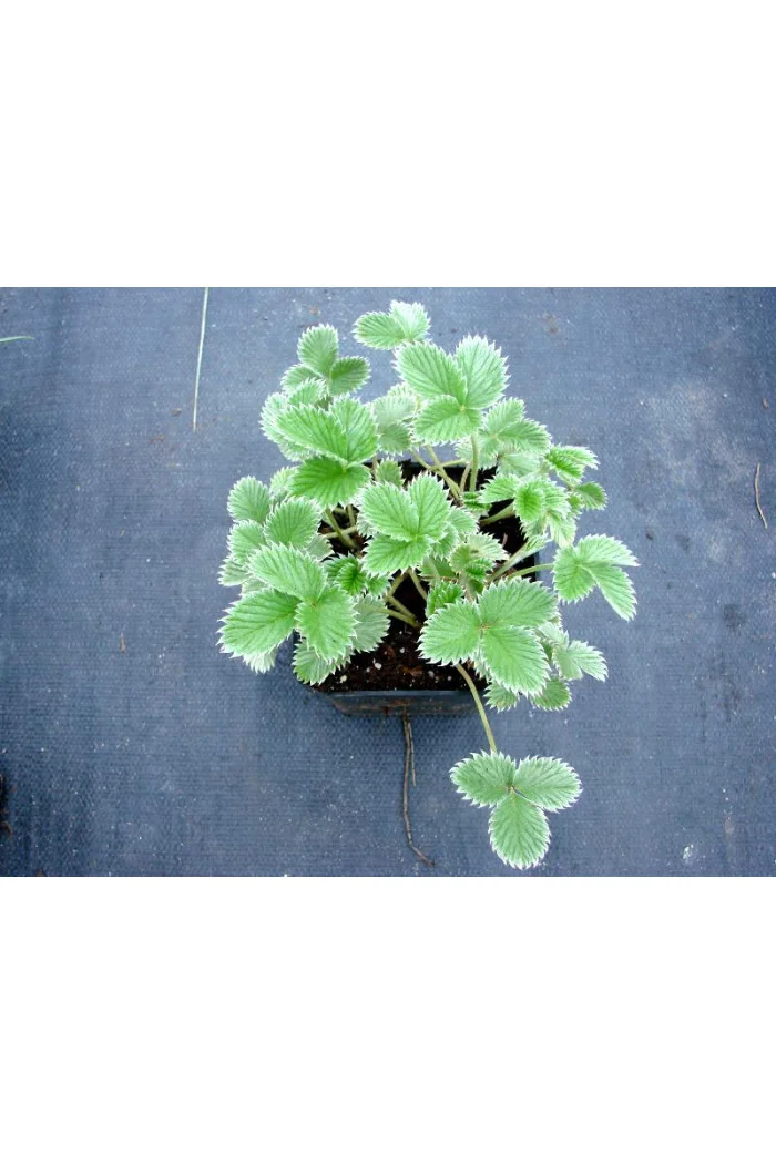 Pięciornik krwisty Potentilla atrosanquinea