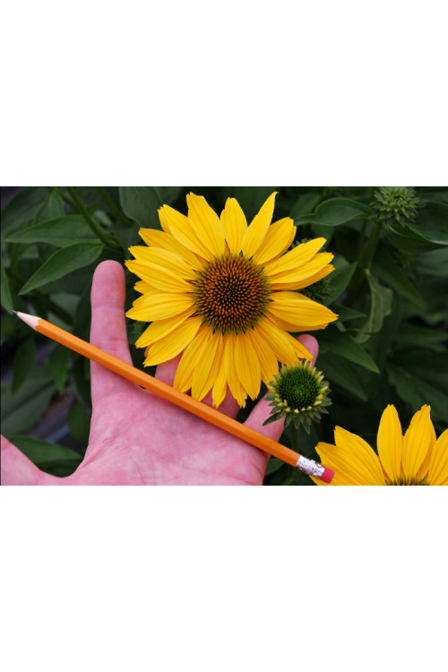 Jeżówka 'Now Cheesier' Echinacea