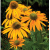 Jeżówka 'Now Cheesier' Echinacea