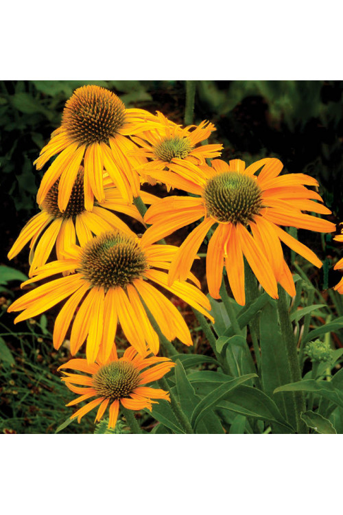 Jeżówka 'Now Cheesier' Echinacea