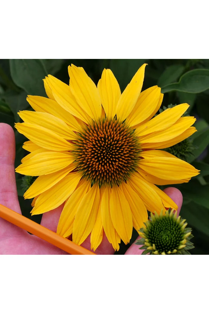 Jeżówka 'Now Cheesier' Echinacea
